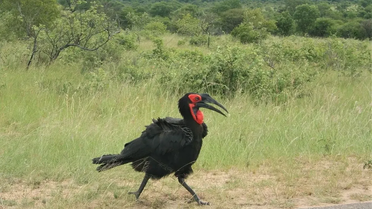 Southern ground hornbill facts about the wild birds with sharp bills.