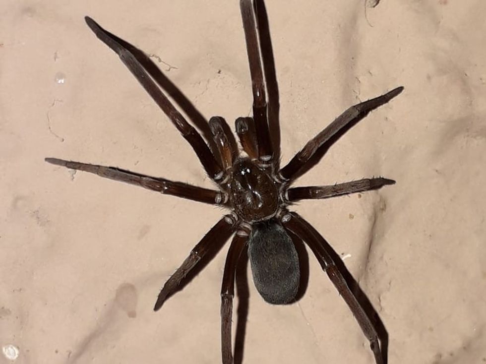 Fun House Spiders Facts For Kids Kidadl