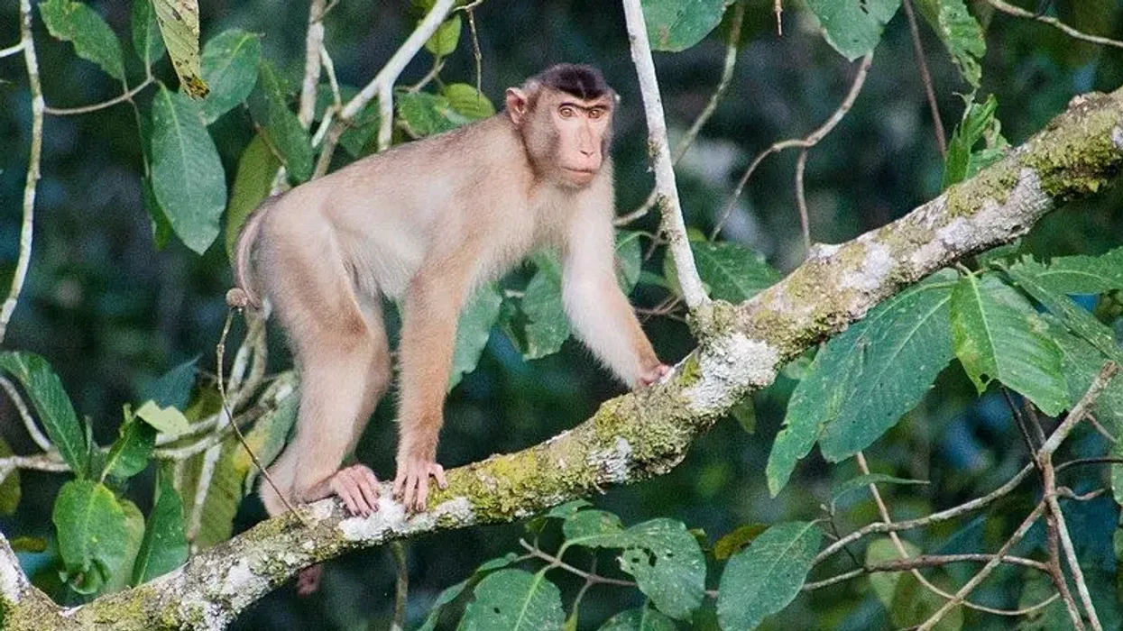 Southern Pig-tailed Macaque facts that it gets its name because of its nearly hairless, short, half-erect tail, which resembles the tail of a pig.