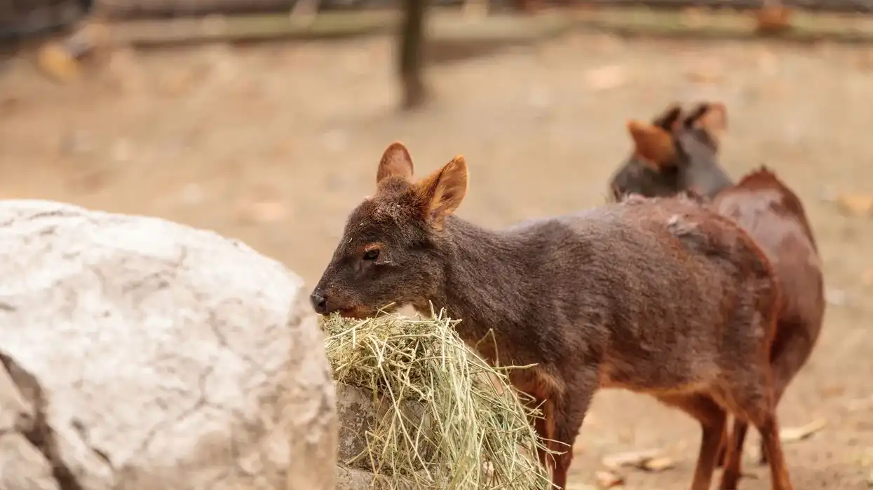 Southern pudu facts will amuse everyone.