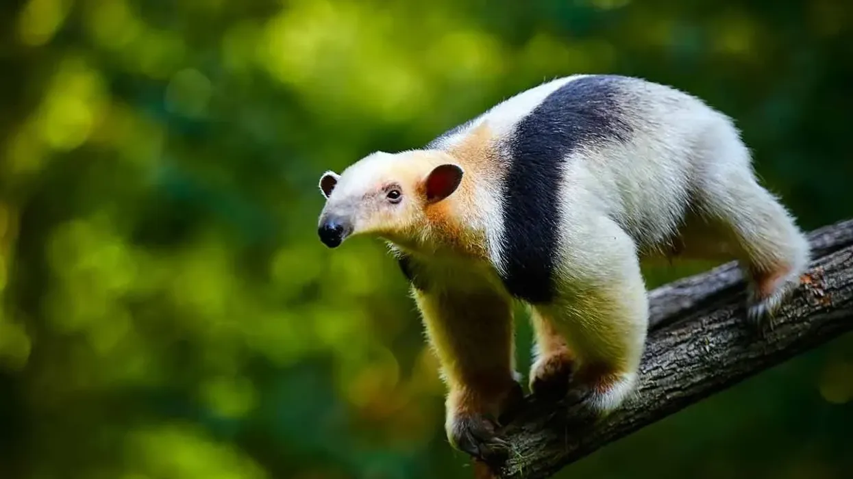 Southern Tamandua facts about a collared anteater.