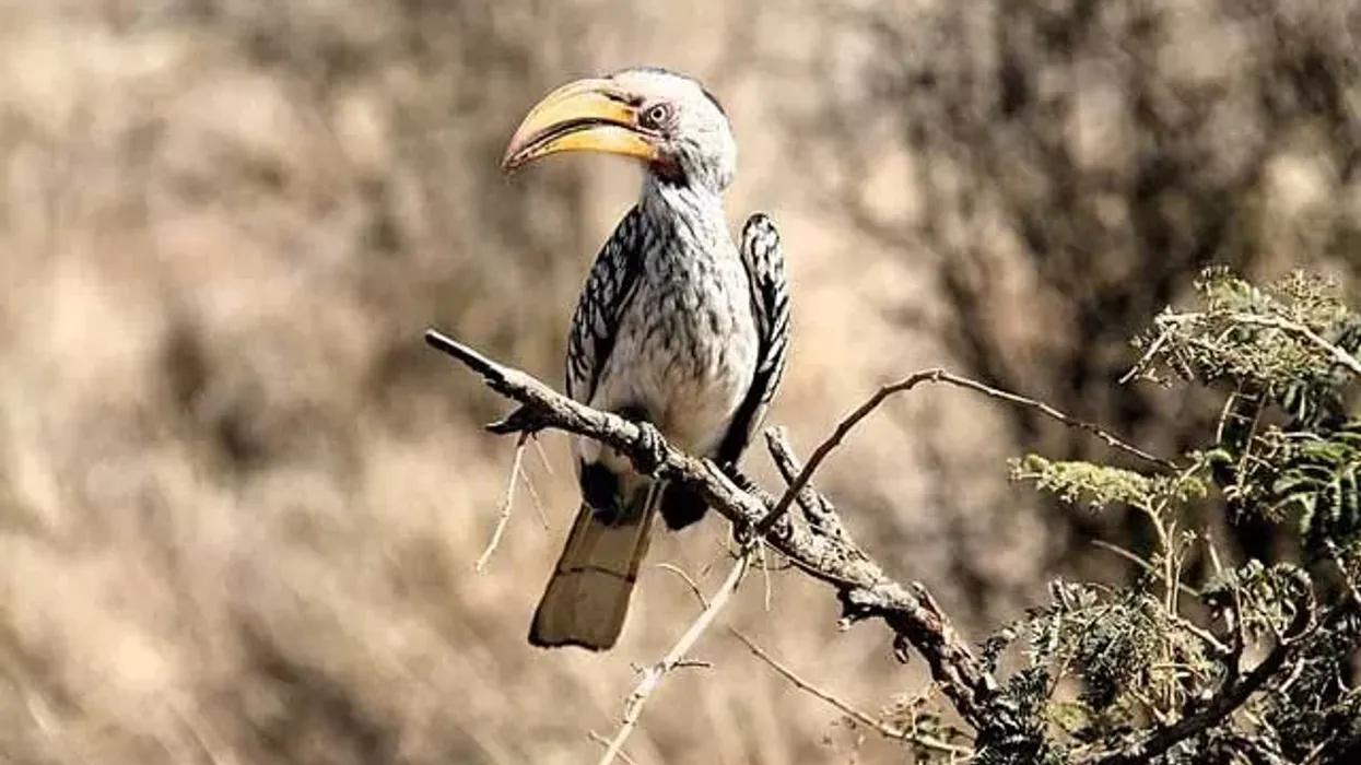 Southern yellow-billed hornbills facts, a bird with a long beak from South Africa