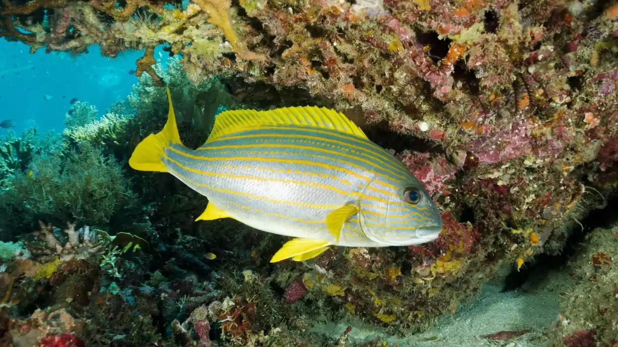 Spanish flag fish facts are all about their habitat and unique appearance.