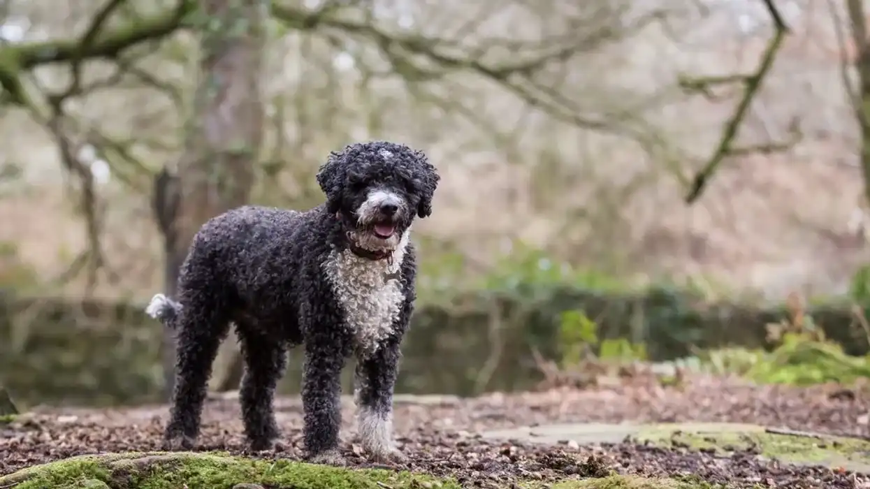 Spanish water dog facts are about a domestic breed of herding dogs.