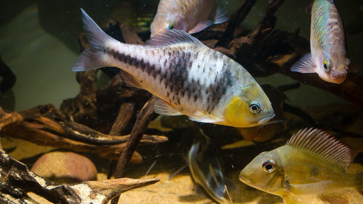 Spanner barb facts are collected in this article