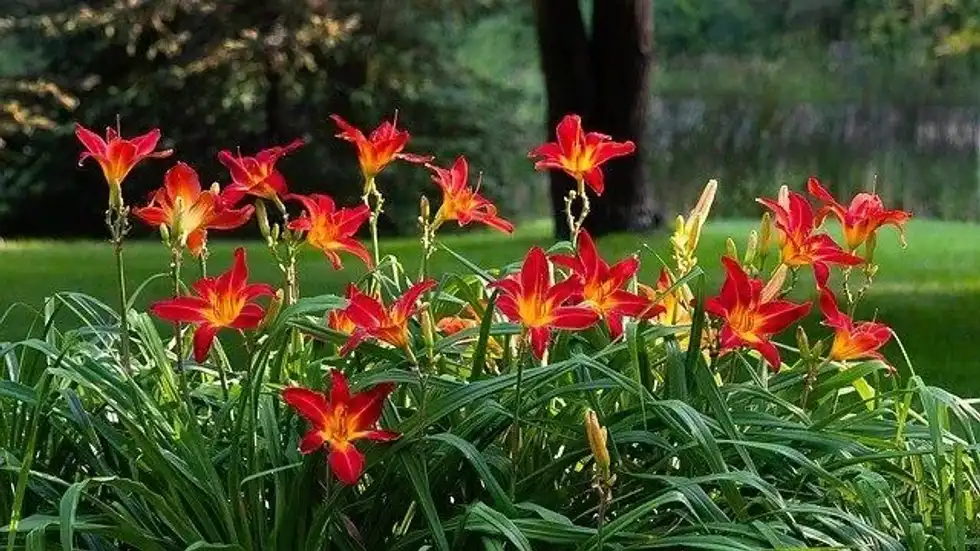Speaking of daylily facts, you should know that they do need some attention to prevent problems with pests or diseases, which could affect the health of your plant.