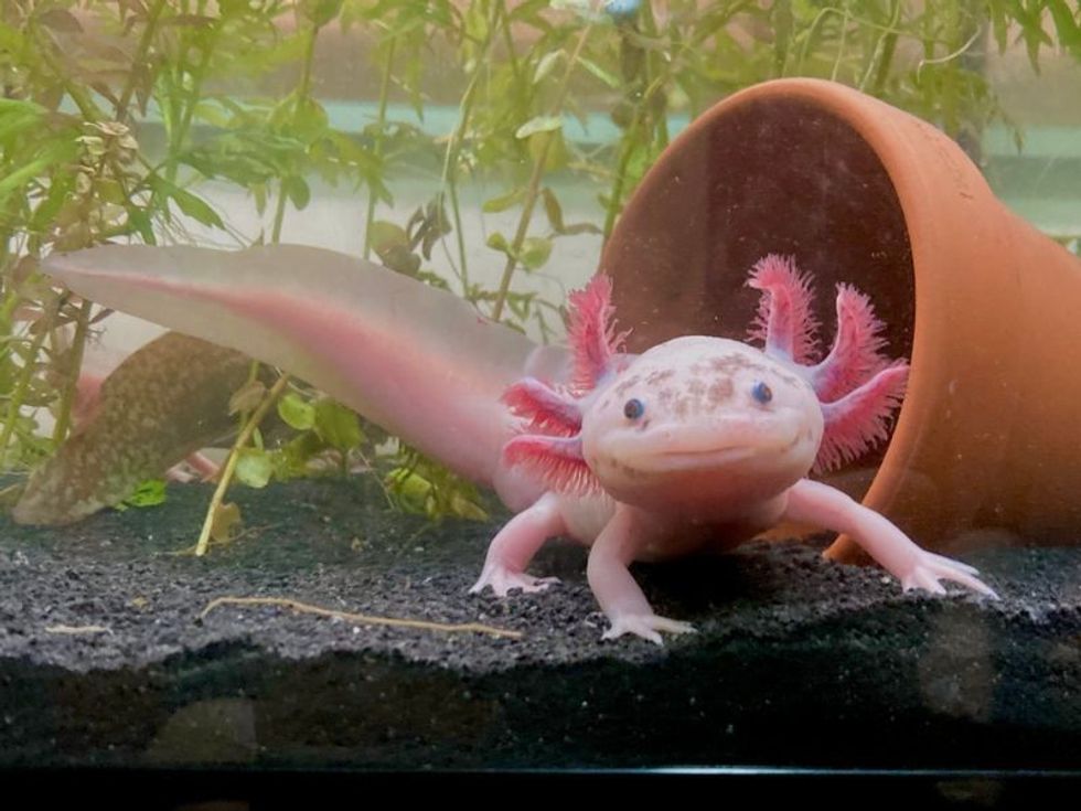 Speckled Leucistic Axolotl facing towards camera.