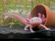 Speckled Leucistic Axolotl facing towards camera.