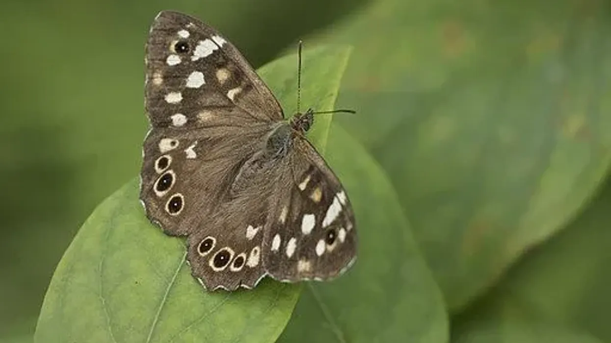Speckled Wood Fact File