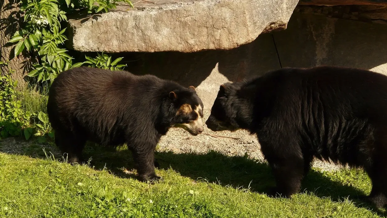 Spectacled bear facts give a sneak peek into South American wildlife.