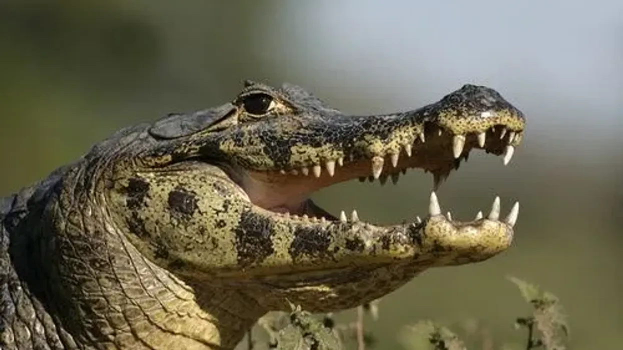 Spectacled caiman facts, such as how they were threatened in the '80s,are interesting.