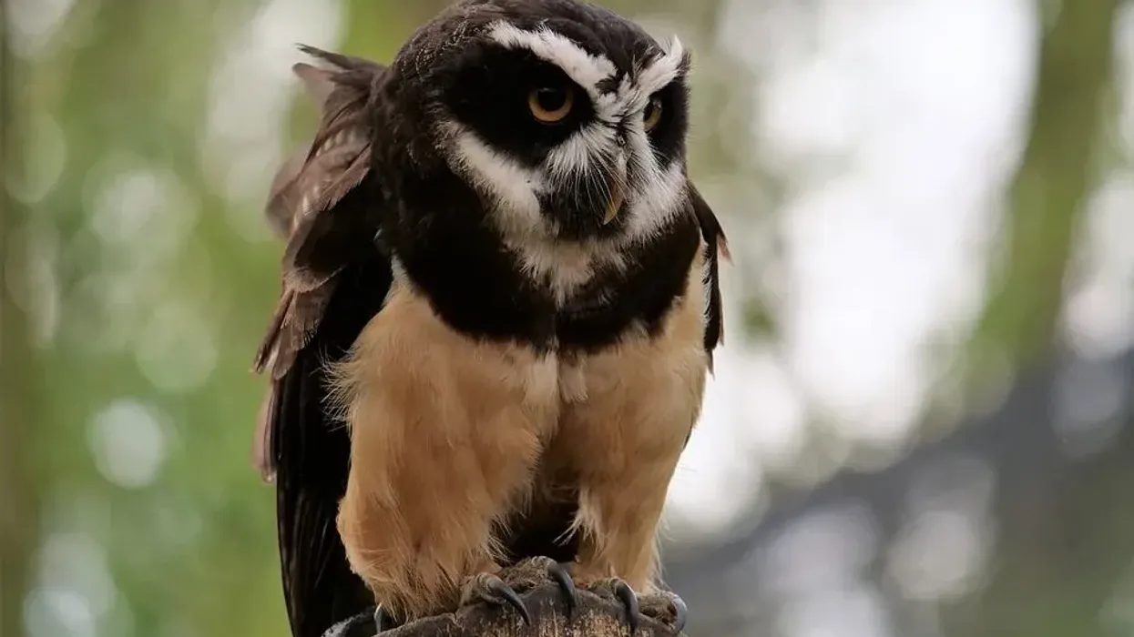 Spectacled Owl facts about one of the most tolerant owl species.