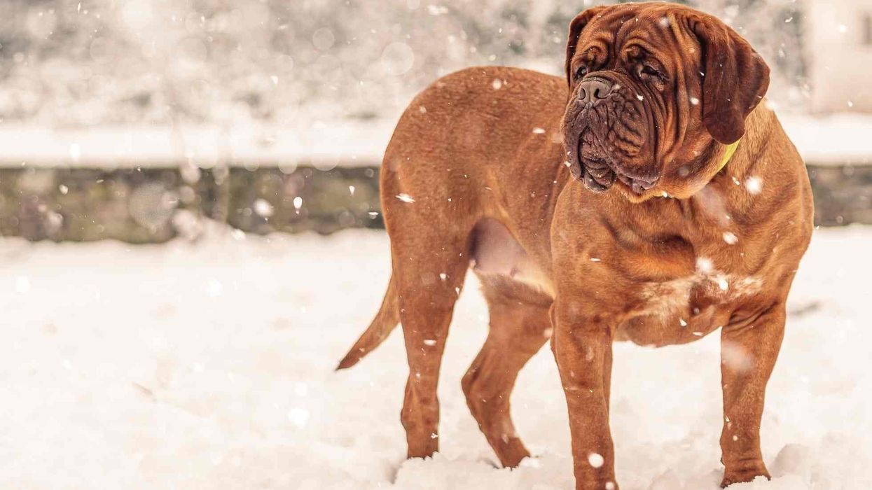Spectacular French dog breeds, Dogue de Bordeaux facts that will make you want to own one
