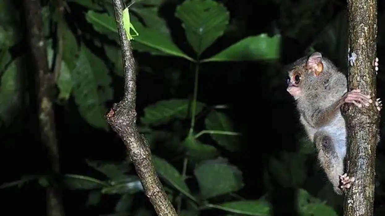 Spectral tarsier facts convey the most pop-eyed features about a tarsier.
