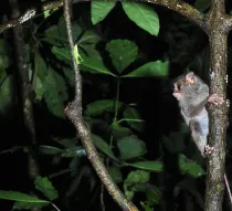 Spectral tarsier facts convey the most pop-eyed features about a tarsier.