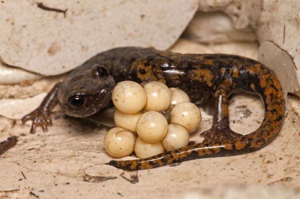 Speleomantes strinatii (strinati's cave salamander) female with eggs