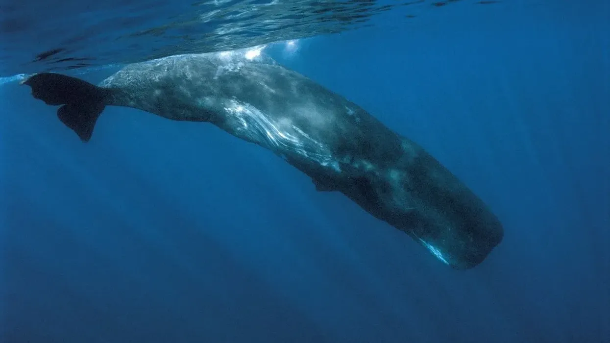 Sperm Whale facts which are fascinating and edifying for all.