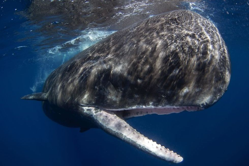 Sperm whale in Indian ocean.