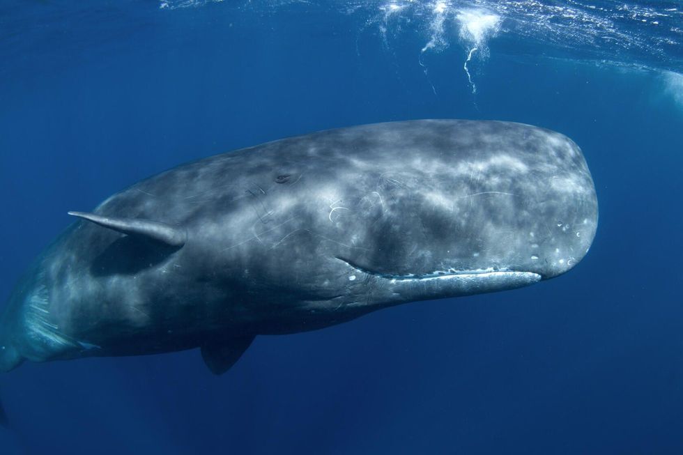 Sperm whale in the ocean.