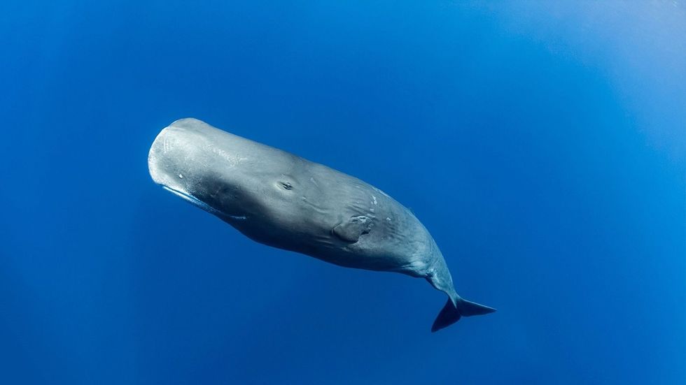 Sperm whale off the coast of Roseau.