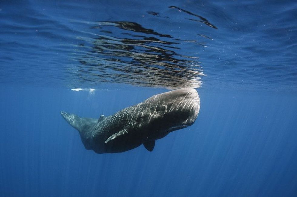 Sperm whale swimming under water.