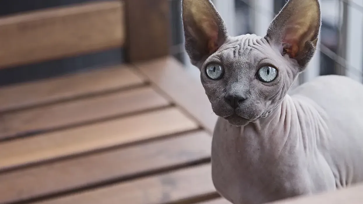 Sphynx cat facts are about the hairless kitten prone to various health problems that you need to know.