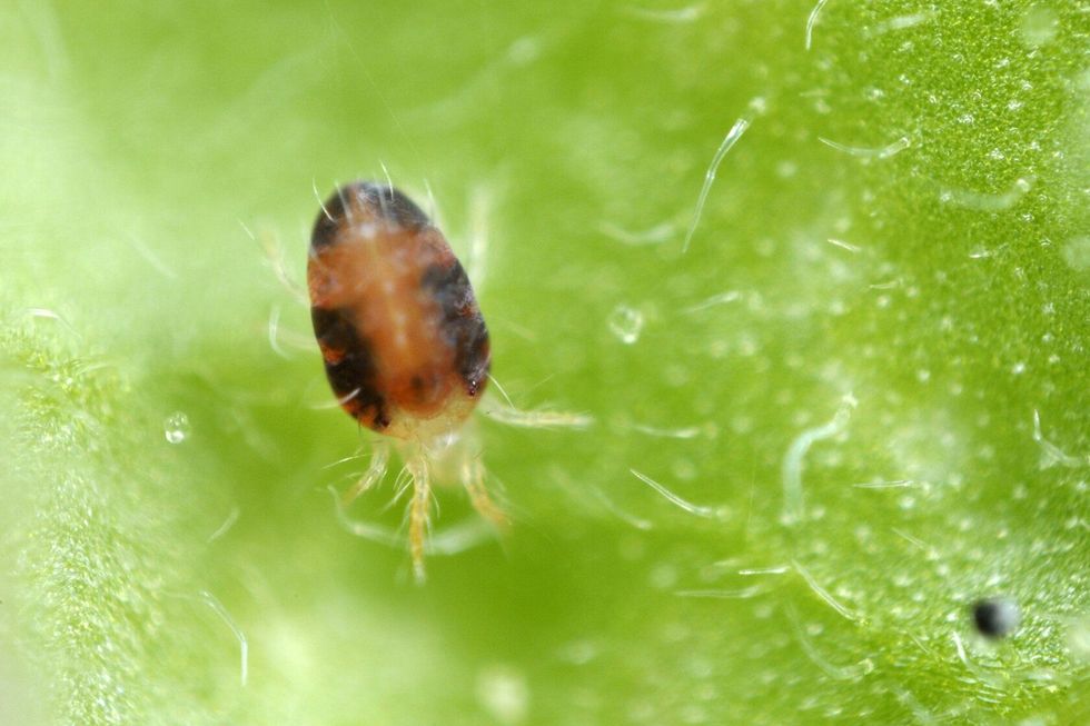 Spider mite on a leaf.