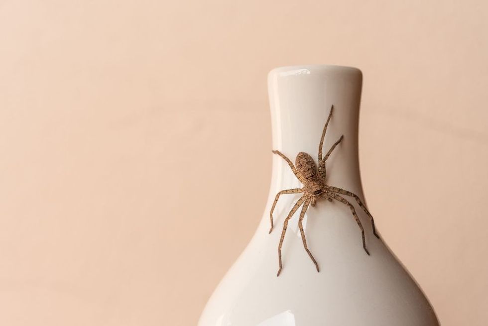 Spider on white vase