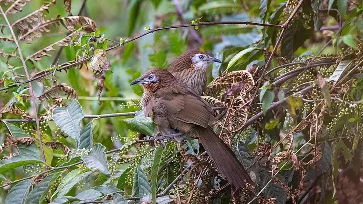 Spiny babbler facts such as this species of birds is endemic to Nepal.
