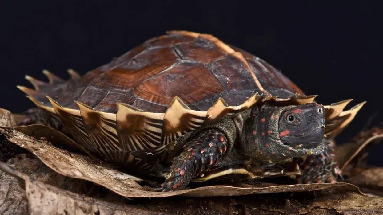 Spiny turtle facts include that spiny turtle which lives in wild and shallow areas has a brown soft and smooth shell