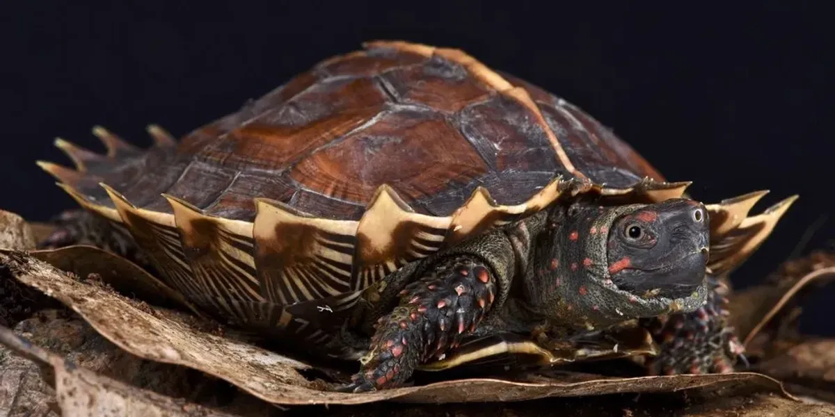 Adult Spiny Turtle Fun Spiny Turtle Facts For Kids | Kidadl