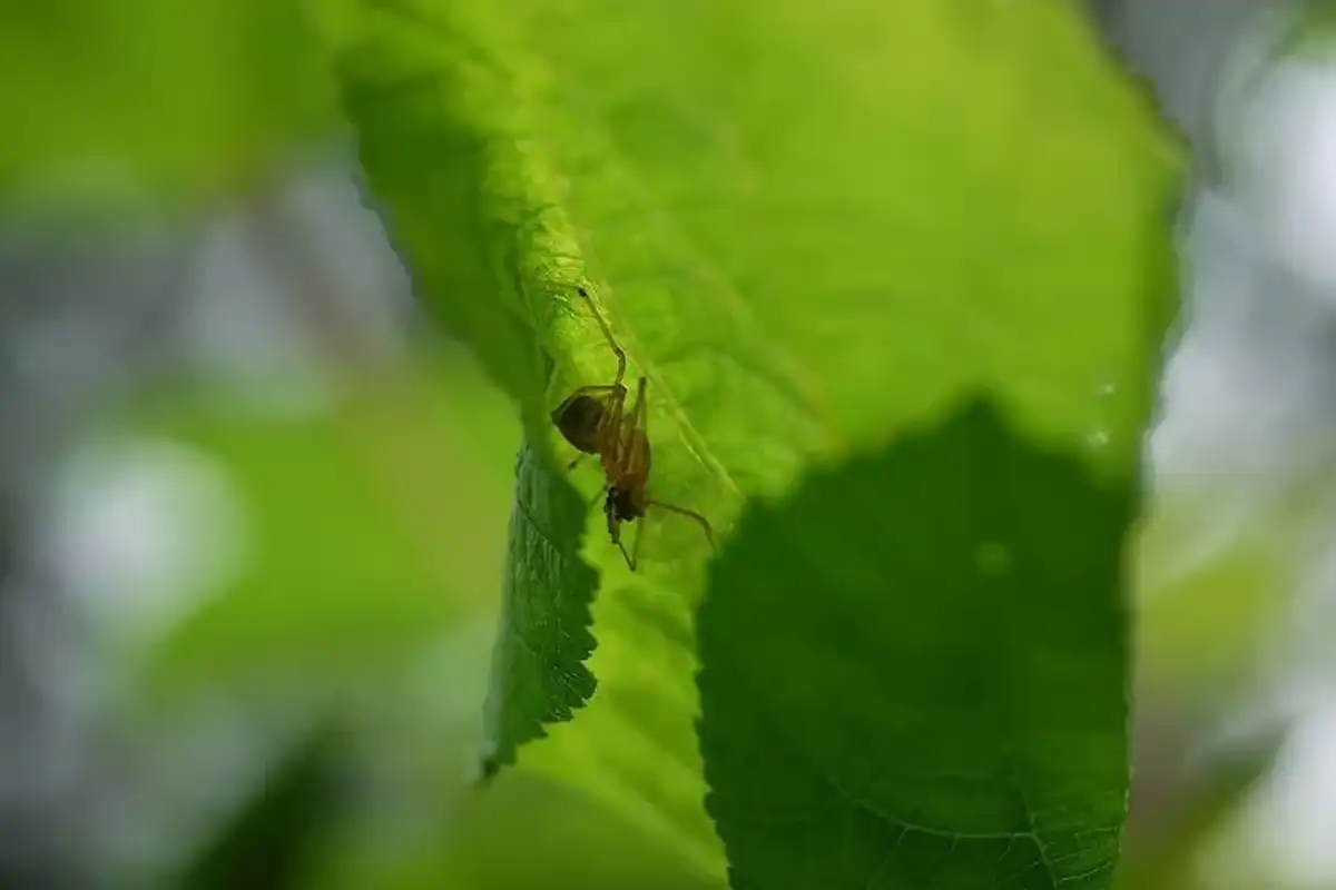 Spitting spider facts about the spider spitting a web to catch its prey.