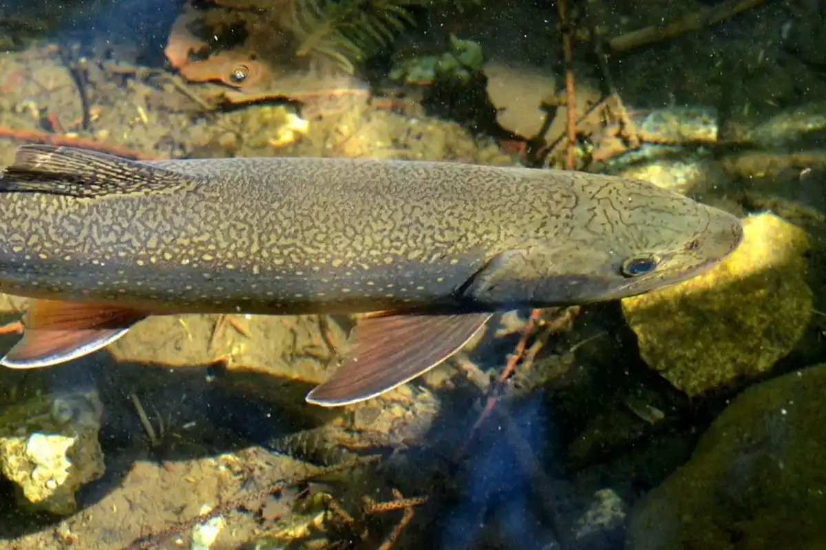 Splake facts about the hybrid fish.