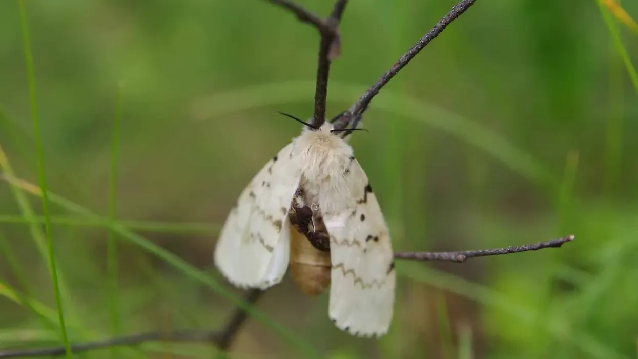 Spongy moth facts are all about a unique moth of the Erebidae family.
