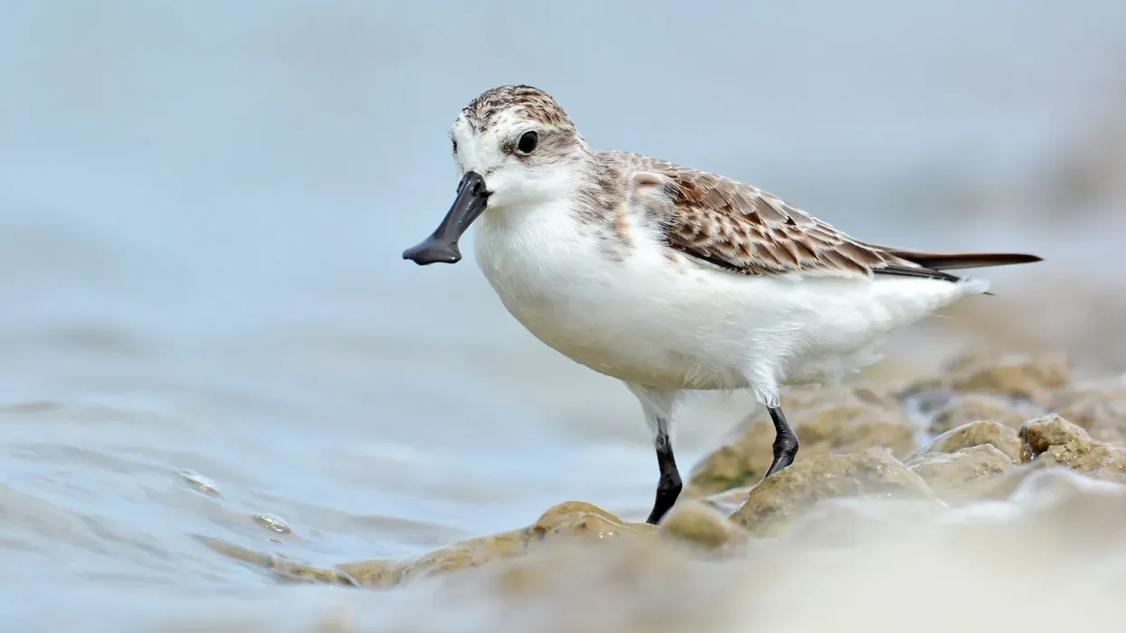 Spoon-billed sandpiper facts are about the cutest birds