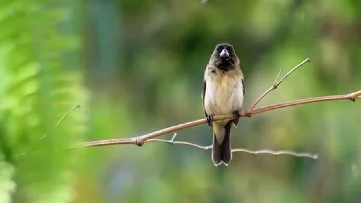 Sporophila facts tell us about the order, family, genus, species, and more about the species.