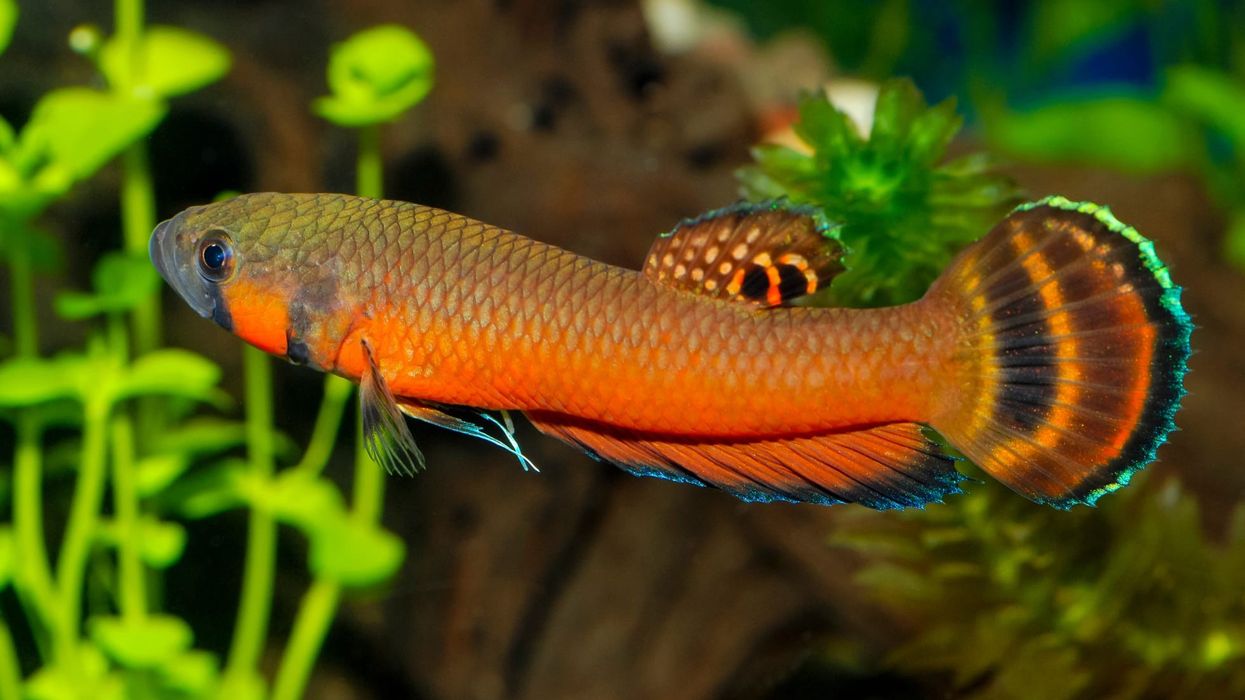Spotfin betta facts such as they live in water with depth less than 12 inches are interesting