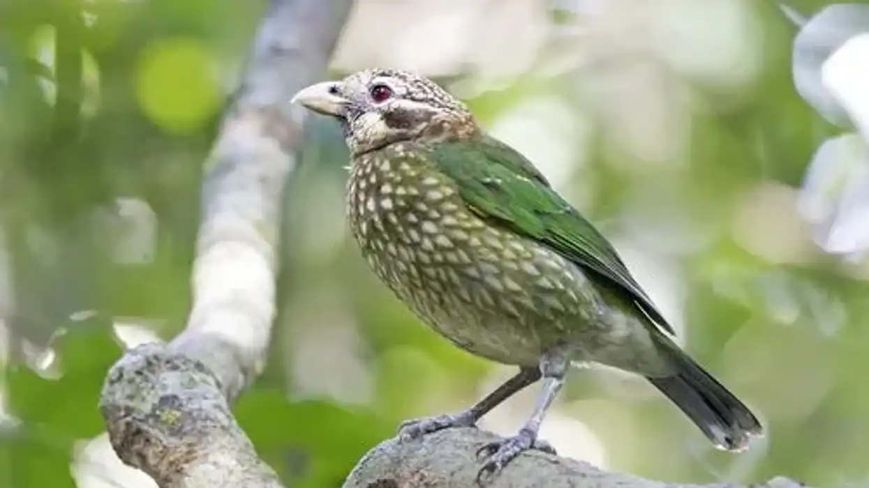 Spotted catbird facts make for an interesting read!