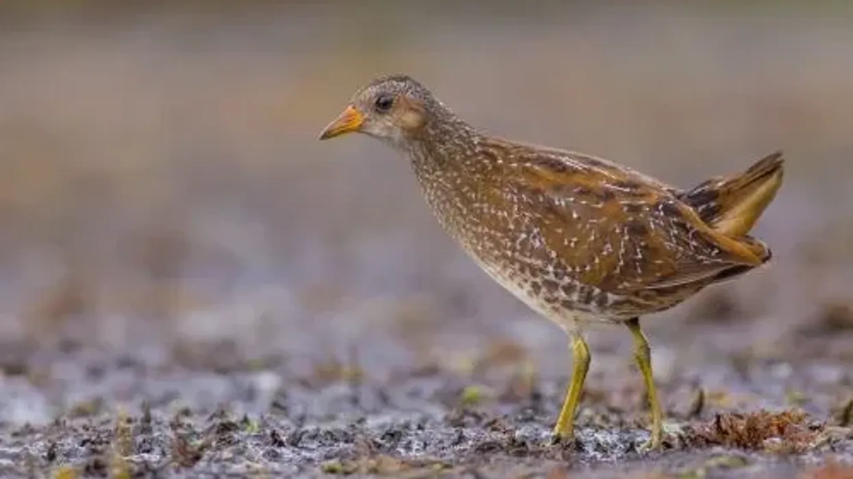Spotted crake facts are interesting.