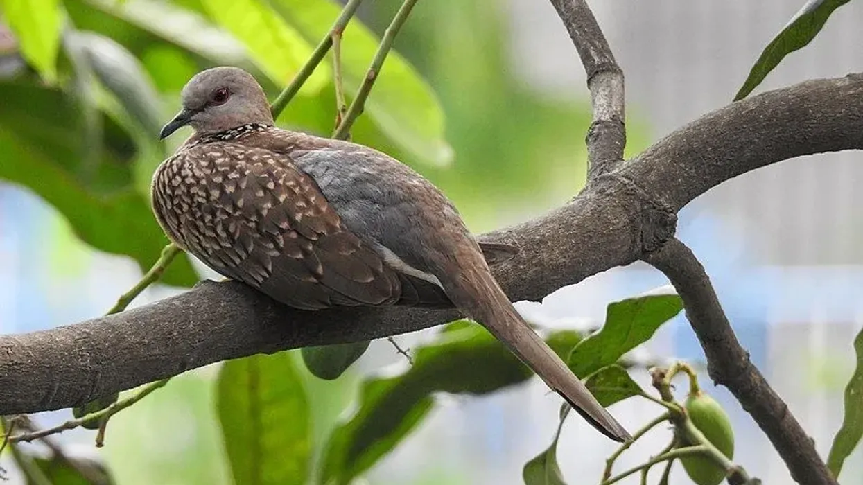 Spotted dove facts are really interesting and amazing to find out.