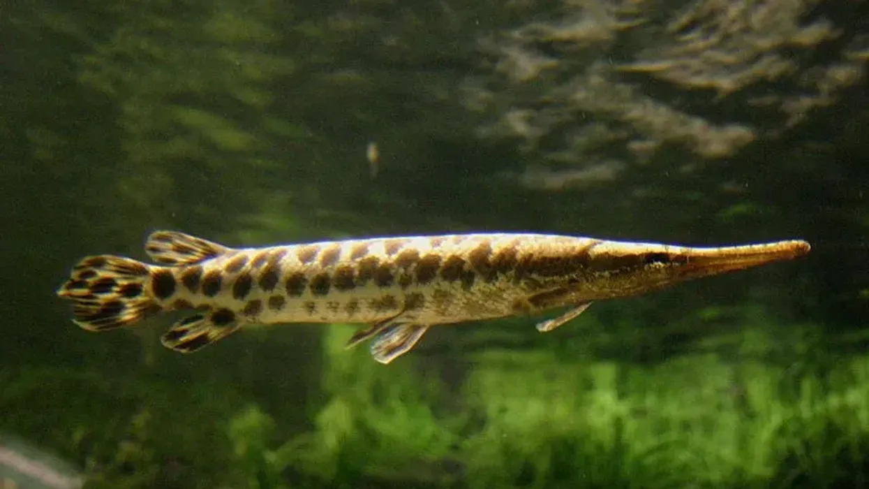 Spotted gar facts talk about their behavior in the wild.