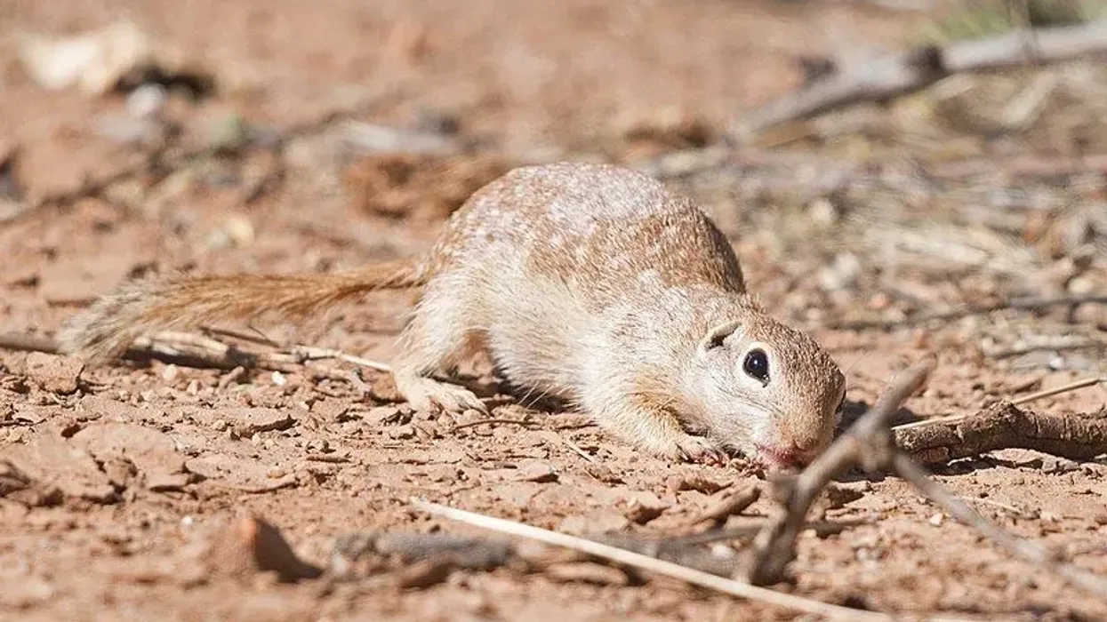 Spotted ground squirrel facts are educational.