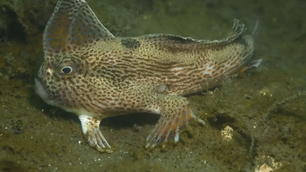 Spotted handfish facts are interesting for kids.