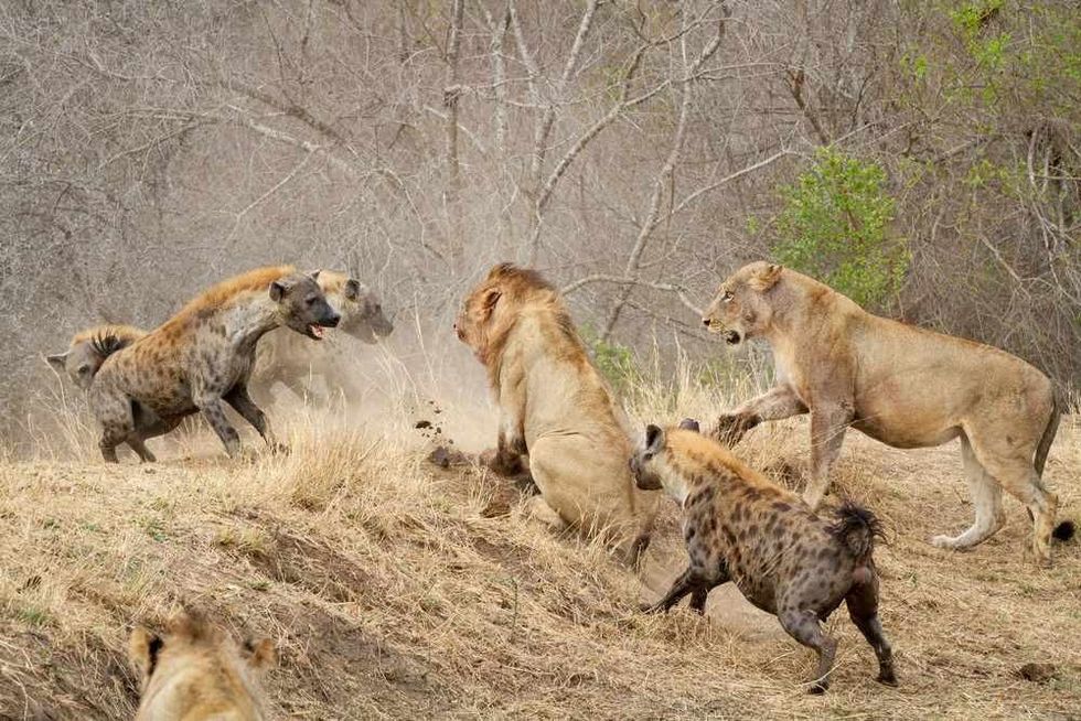 Spotted hyenas attacking a pride of lions.