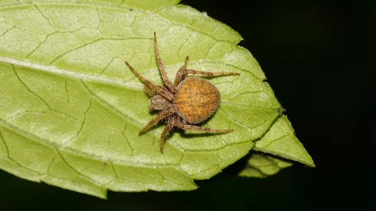 Spotted orb-weaver facts tell us about both males and females