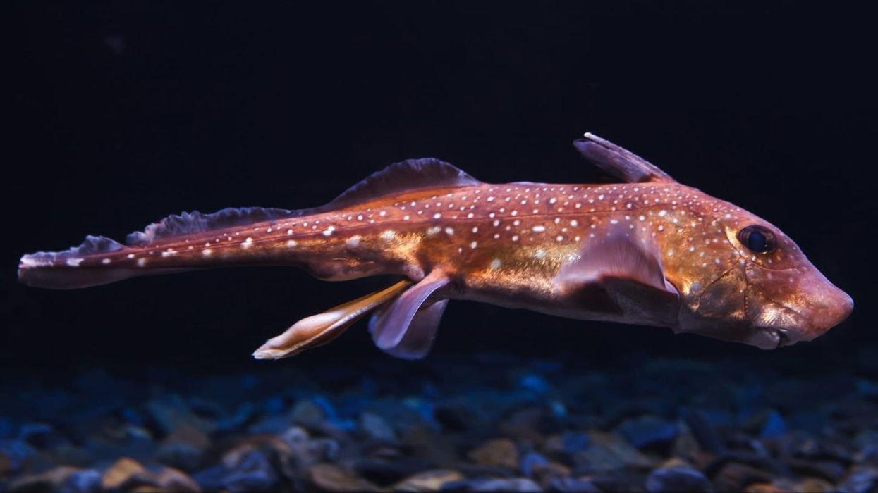 Spotted Ratfish Fact File