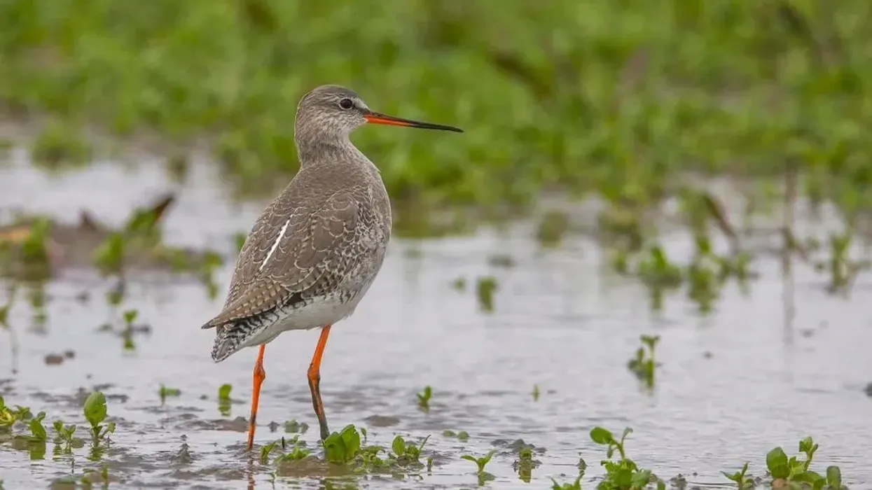Spotted redshank facts are interesting to read