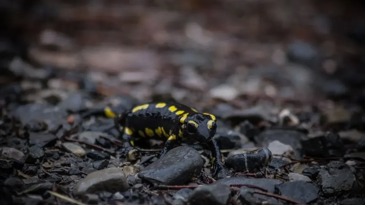 Spotted salamander has yellow or orange spots on their back and tails.