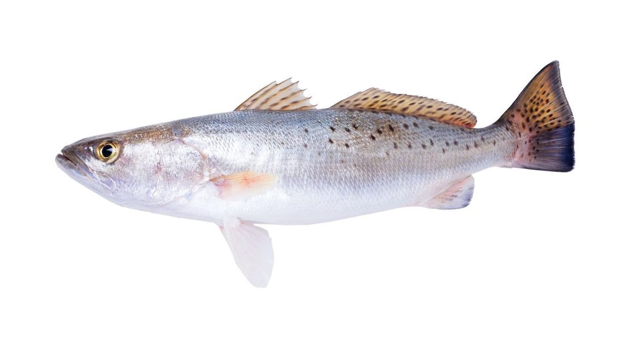 Spotted Seatrout facts are interesting.