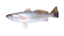 Spotted Seatrout facts are interesting.